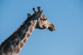 GiraffeÃ¢â¬â¢s head Royalty Free Stock Photo